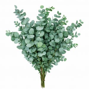 Эвкалипт (1 пучок)