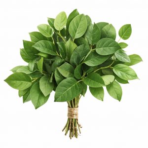 Салал (1 пучок)