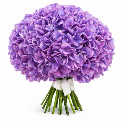 Гортензия фиолетовая