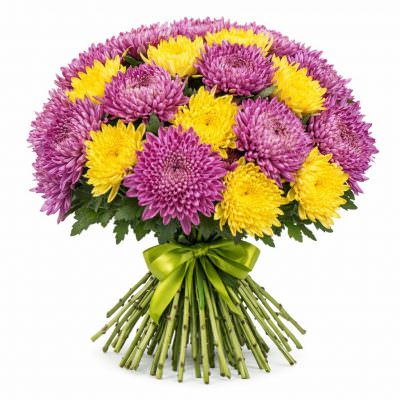 Хризантема одноголовая микс 1