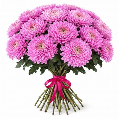 Хризантема одноголовая розовая