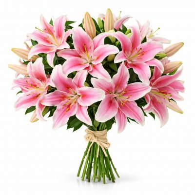 Лилия розовая