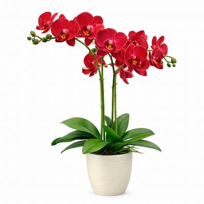Орхидея в горшке «Бордовая»