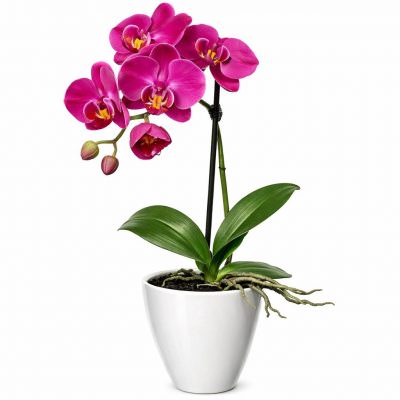 Орхидея в горшке «Фиолетовая»