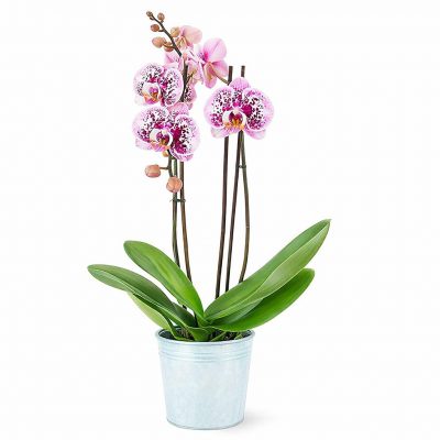 Орхидея в горшке «Нежно-розовая»