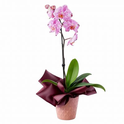 Орхидея в горшке «Пятнисто-розовая»