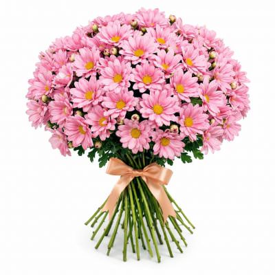 Ромашка розовая