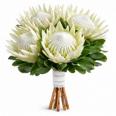 Протея белая