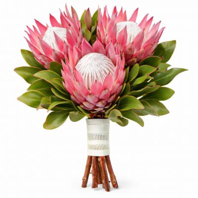 Протея розовая