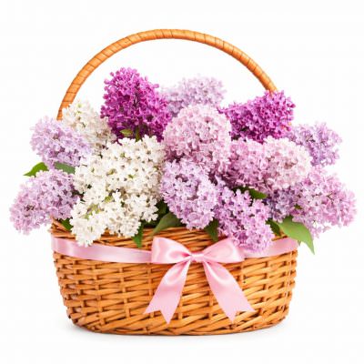 Корзина с сиренью «Сиреневое очарование»